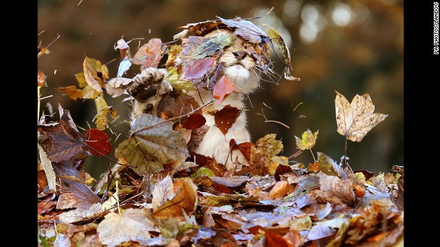 <strong>November 21:</strong> Karis, an 11-week-old lion cub, plays in fallen leaves in her enclosure at Blair Drummond Safari Park near Stirling, Scotland.