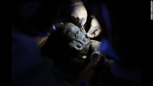 <strong>July 21:</strong> Activists from the Orangutan Information Center remove an air rifle pellet from the face of an orangutan that was rescued from a palm oil plantation in Padang Tualang, Indonesia.