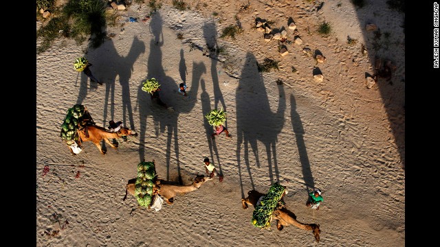 <strong>May 3:</strong> Farmers transport watermelons on camels on their way to market in Allahabad, India.