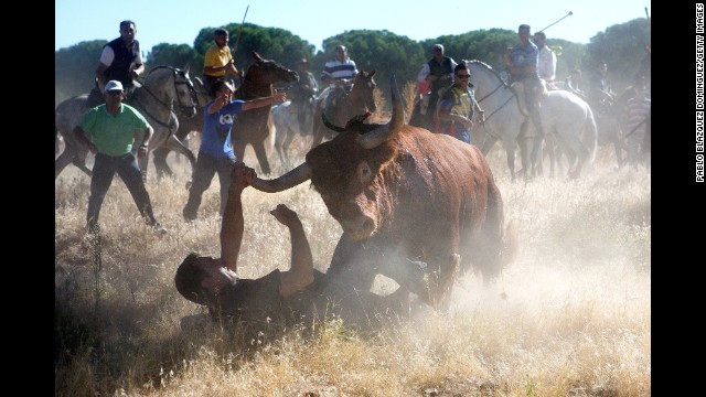 <strong>September 17:</strong> A bull charges over a photographer during the Toro de la Vega festival in Tordesillas, Spain.