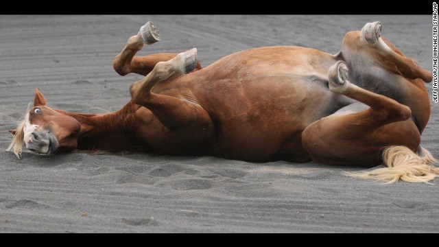 <strong>October 12:</strong> Buckshot the horse rolls on rough gravel to scratch an itch at the Wagon Wheel Ranch in Frederick County, Virginia.