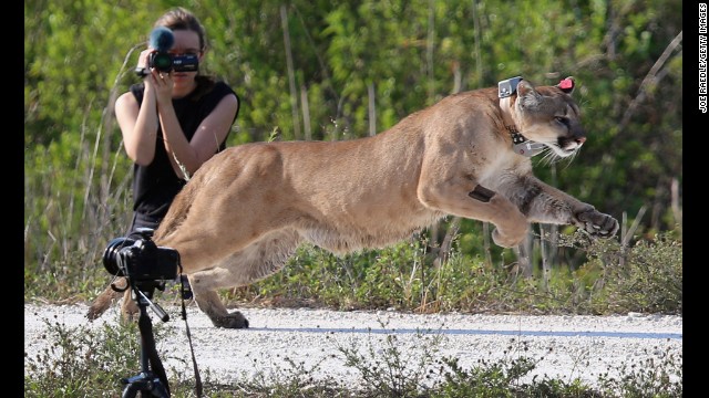 <strong>April 3:</strong> A 2-year-old Florida panther is released into the wild by the Florida Fish and Wildlife Conservation Commission in West Palm Beach, Florida. The panther and its sister had been raised at the center since they were 5 months old. They were rescued after their mother was found dead.