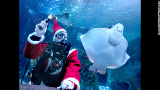 A diving Santa rings a bell next to a ray at the Sea Life Aquarium in Berlin on December 3.