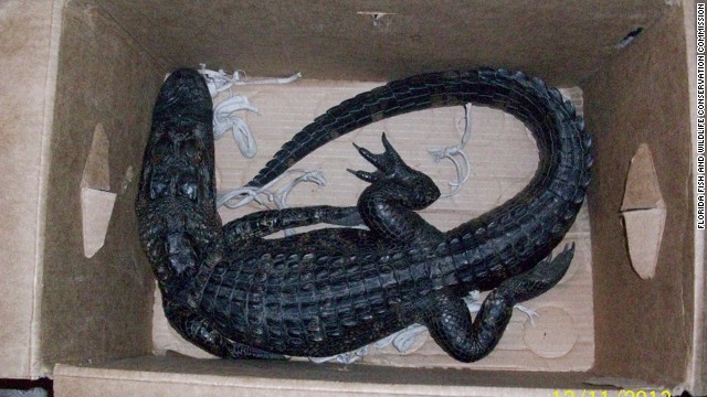 Crikey! Man tries to trade live alligator for beer