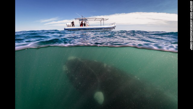 <strong>October 30:</strong> A 50-ton southern right whale swims under a boat in Peninsula Valdez, Argentina.