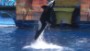 SeaWorld takes out ads to defend itself