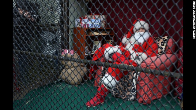 An activist dressed as Santa Claus sits in a zoo enclosure on December 19, in Prague. The activists protest against the influence of Santa Claus in Czech culture.