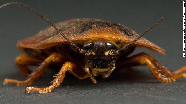 <strong>Cockroaches:</strong> Words spoken by Senate Majority Leader Harry Reid: "Congress is finishing this year less popular than a cockroach." A polling question actually asked people if they have a higher opinion of Congress or cockroaches. And <a href='http://www.publicpolicypolling.com/main/2013/01/congress-less-popular-than-cockroaches-traffic-jams.html' target='_blank'>people thought higher of cockroaches</a>.