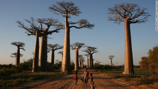 Two dozen of these surreal trees that can grow 20 meters up and 10 meters wide flank a road on the western side of Madagascar. The avenue has become one of Madagascar's most popular attractions.