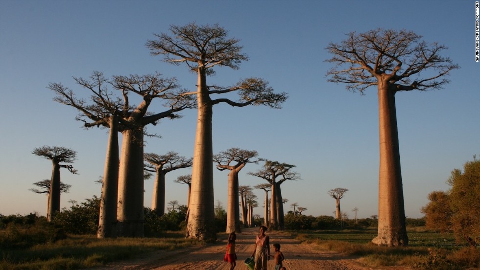 Avenida de los Baobabs (Madagascar)