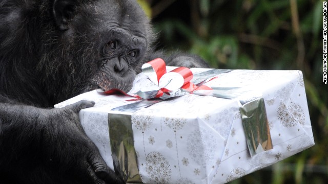 A chimpanzee opens a package filled with treats at a zoo in La Fleche, France, on December 23. 