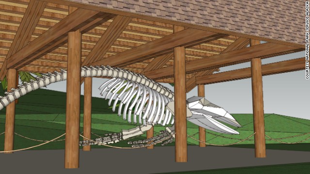 While Alaska is already a world-class destination for whale watching, it's going to get even better in 2014. The skeleton of Snow, a humpback whale who visited Glacier Bay regularly when alive, is scheduled to go on display at <a href='http://www.nps.gov/glba/naturescience/whale-68-articulation-project.htm' target='_blank'>Glacier Bay National Park &amp; Preserve</a> in summer 2014. One of the world's largest reconstructed humpback whale skeletons, Snow will be displayed in a new outdoor exhibit in Bartlett Cove. The effort to preserve and display Snow's skeleton was led by park staff and local residents over 13 years.<!-- --> </br>