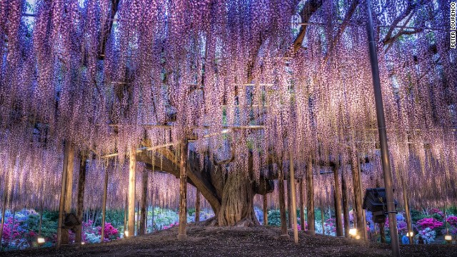 Inspiration for Avatar's 'Tree of Souls'? Eighty kilometers from <a href='http://travel.cnn.com/tokyo'>Tokyo</a>. the Ashikaga Flower Garden features this incredible 143-year-old wisteria tree.