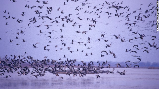 About 500,000 sandhill cranes make a pit stop along the Platte River between February and April before heading north to their summer breeding grounds. So do more than 10 million ducks and geese. To avoid the crowds, head to the North Platte Area and bird watch at <a href='http://outdoornebraska.ne.gov/parks/guides/parksearch/showpark.asp?Area_No=38' target='_blank'>Buffalo Bill Ranch State Historical Park</a>. In the Kearney area, take an Audubon <a href='http://rowe.audubon.org' target='_blank'>Rowe Sanctuary</a> tour. 