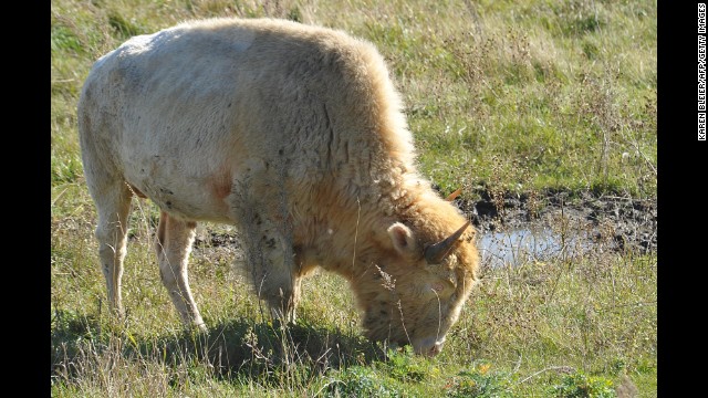 Where can you visit a museum's buffalo herd? And see that it includes three rare white buffalo held sacred in Native American tradition? At the <a href='http://www.buffalomuseum.com' target='_blank'>National Buffalo Museum</a> in Jamestown, North Dakota, of course. That's where you may spot Dakota Legend, Dakota Miracle (shown here) and White Cloud at multiple viewing spots, so make sure to ask where they are roaming during the summer.