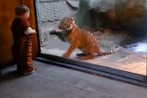 Niño pequeño canaliza su tigre interior