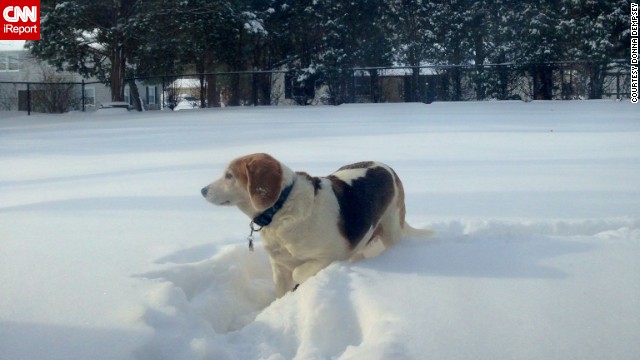 New Jersey resident <a href='http://ireport.cnn.com/docs/DOC-1072206'>Donna Dempsey </a>couldn't stop her beagle, Batman, from dashing into the white fluffy stuff on Friday morning. "He was out there checking out all the smells and keeping an eye on his yard. He loves being outside and forging paths," she said.