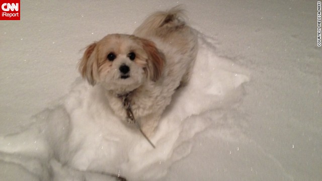 It was a snowy evening on January 2 when <a href='http://ireport.cnn.com/docs/DOC-1072210'>Melissa Nims</a>' 2-year-old pomapoo Chloe wanted to go outside. Her area of Macedon, New York, got more than 12 inches of snow. It was the perfect amount for Chloe to play in. "She ran around and kept sticking her face into the snow," she said.