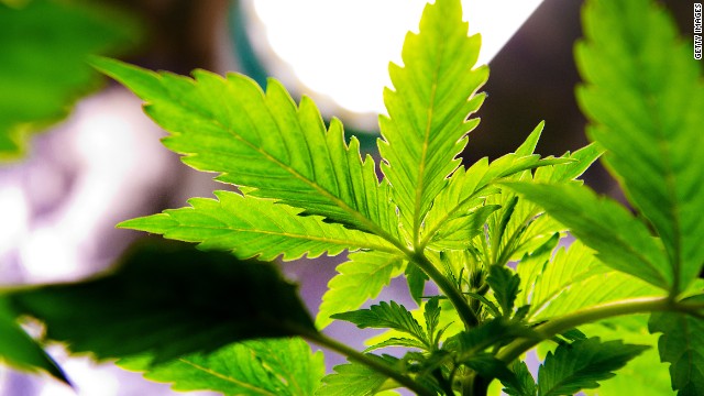 In the Crossfire: Legalize Marijuana?