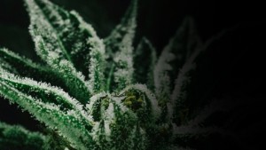 140103223621-marijuana-weekend-story-bod