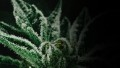 Fla. to vote on medical marijuana
