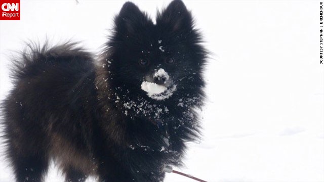 <a href='https://twitter.com/Bremanie/status/419532515074789376' target='_blank'>Stephanie Bremenour's </a>pomeranian, Dundie, is really specific when it comes to what kind of snow he will play in. "He only likes to walk in the fresh snow on his walks. The deeper the snow, the better! As you can see from the picture, he also loves to eat snow," the Michigan resident said.