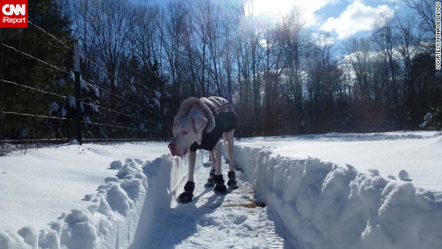 <a href='http://ireport.cnn.com/docs/DOC-1072420'>Monroe DeVos's</a> deaf great dane, Jesse, wanted to play in the snow that fell in their area of Howard City, Michigan, on January 3. "We moved here from Georgia four years ago. From the moment all of our dogs -- six of them, all rescues -- saw the snow, they fell in love with it," he said. 