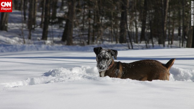 <a href='http://ireport.cnn.com/docs/DOC-1072604'>Beth Kelly's</a> Jack Russell and black lab mix Harper isn't fazed by the cold weather in Strafford, New Hampshire. She photographed Harper after she buried her face into the fresh snow. "She loves snow and likes to bury her head in it, searching for who knows what," she said. 