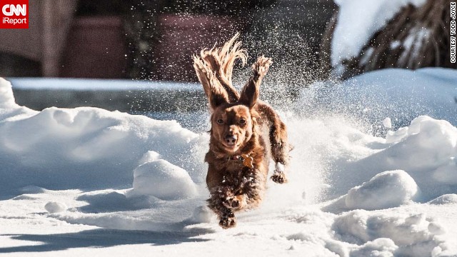 CNN iReporter Todd Joyce took this photo of his dog, Ginger, playing in the snow in Ohio on January 5. 