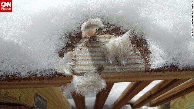 Maranda McClaskey knew the birds in Harrisville, West Virginia, would appreciate extra food in the chilly weather on January 6. But when one poor bird landed on her porch to eat, it got stuck to the ice! Finally the bird managed to free itself -- but it left these feathers behind.