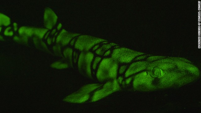Photos: Glowing fish