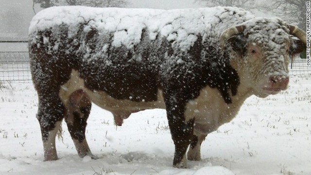 'Frostbite on their teats' and other cold weather farming issues