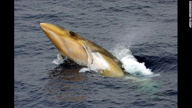 Minke whale.