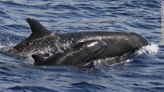 False killer whale. 