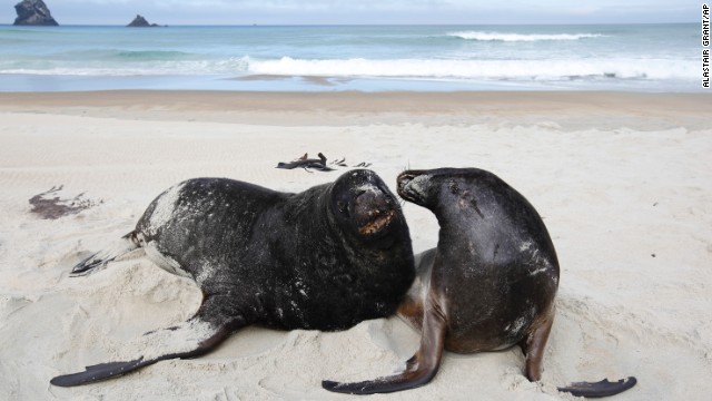 A pair of Hooker's sea lions play on the beach at Sandfly Bay, near Dunedin, New Zealand. 