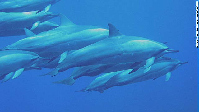 Spinner dolphins.