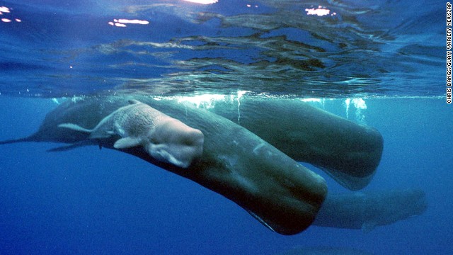 A sperm whale calf swims next to its mother and a pod of sperm whales.