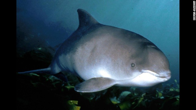 Harbour porpoise. 