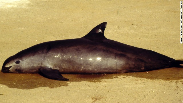 A dead California Gulf Porpoise, also known as a vaquita, is seen in San Felipe, Mexico. 