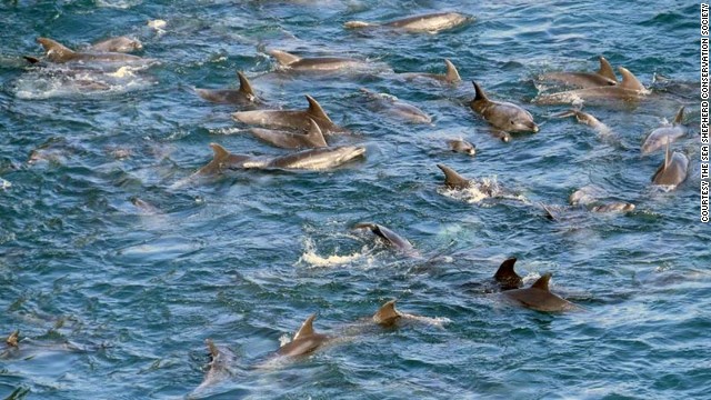250 delfines esperan ser masacrados en la cueva japonesa de Taiji