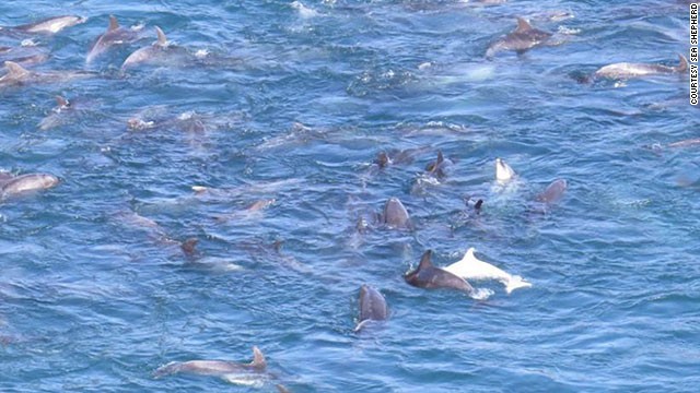 Japan officials defend dolphin hunting at Taiji Cove