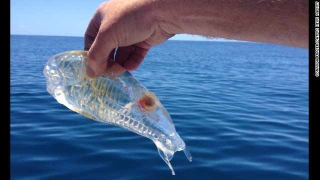 This creature baffled a New Zealand fisherman, but scientists think he grabbed a salp, which feeds on plankton, and is translucent to avoid predators. Check out some other see-through creatures found under the sea.