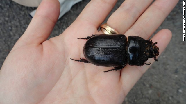 coconut rhinoceros beetle impact in hawaii