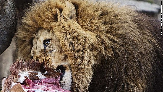 El zoológico de Copenhague mata a 4 leones, hace unas semanas sacrificó una jirafa
