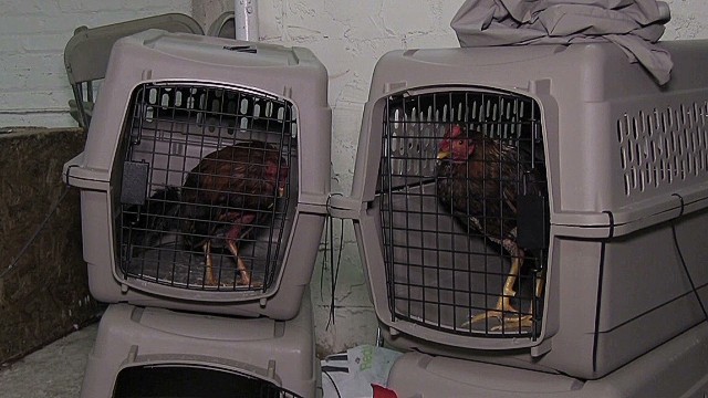 New York Cockfighting Bust Uncovers 3000 Birds And Yields 9 Arrests 