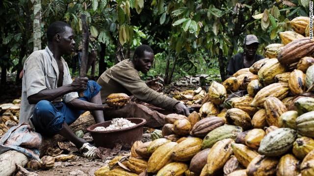 Workers harvest the pods and split them open with machetes, removing the cocoa beans, which are coated in a white fruity pulp.
