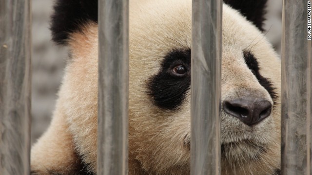 Un zoológico chino es acusado de maltrato tras la muerte de una panda