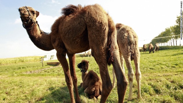 MERS coronavirus in 74% of Saudi Arabian camels