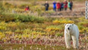 Polar bear numbers could shrink by two-thirds by mid-century.