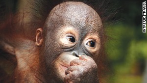 Illegal pet trade is one of orangutans\' biggest threats. 